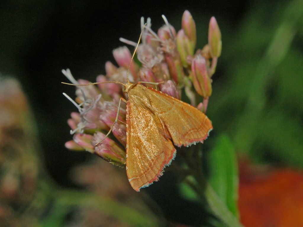 Alcuni Microlepidotteri da determinare